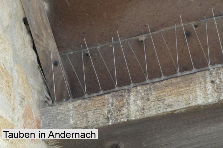 Tauben in Andernach